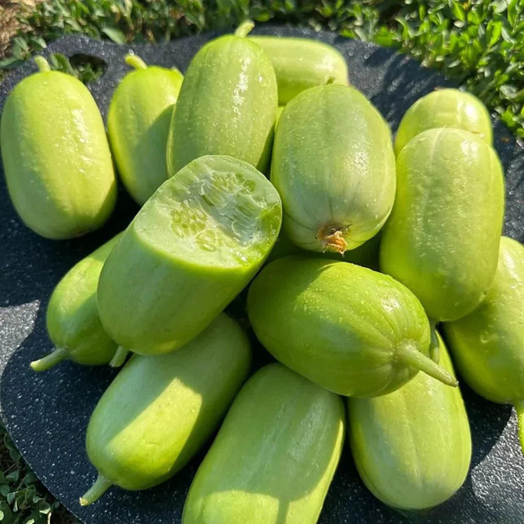 Golden Lady Cucumber Seed (Pack of 100 seeds)